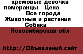 кремовые девочки померанцы › Цена ­ 30 000 - Все города Животные и растения » Собаки   . Новосибирская обл.